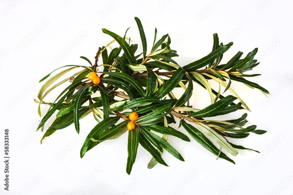 Fototapeta premium seabuckthorn