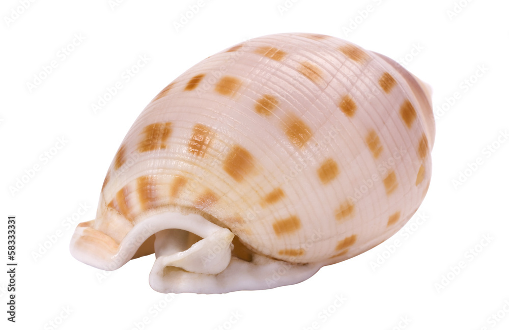 Naklejka premium Close-up of a conch shell