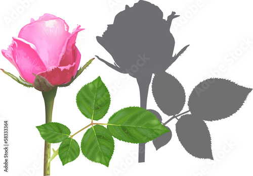 single pink rose and shadow isolated on white