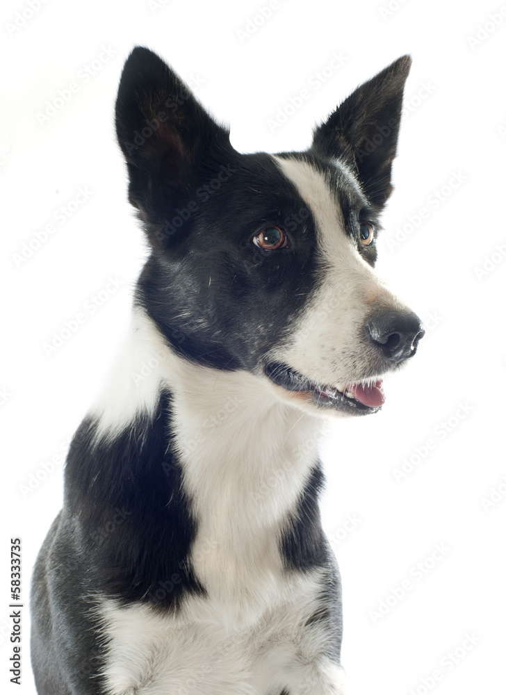 border collie border collie