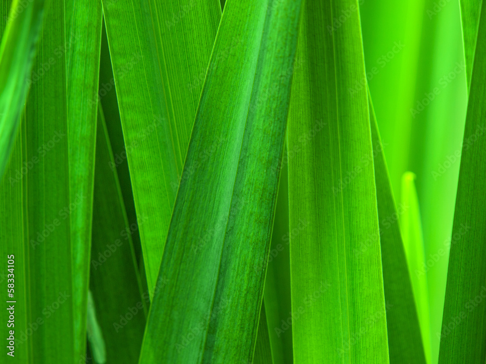 Reeds Reeds