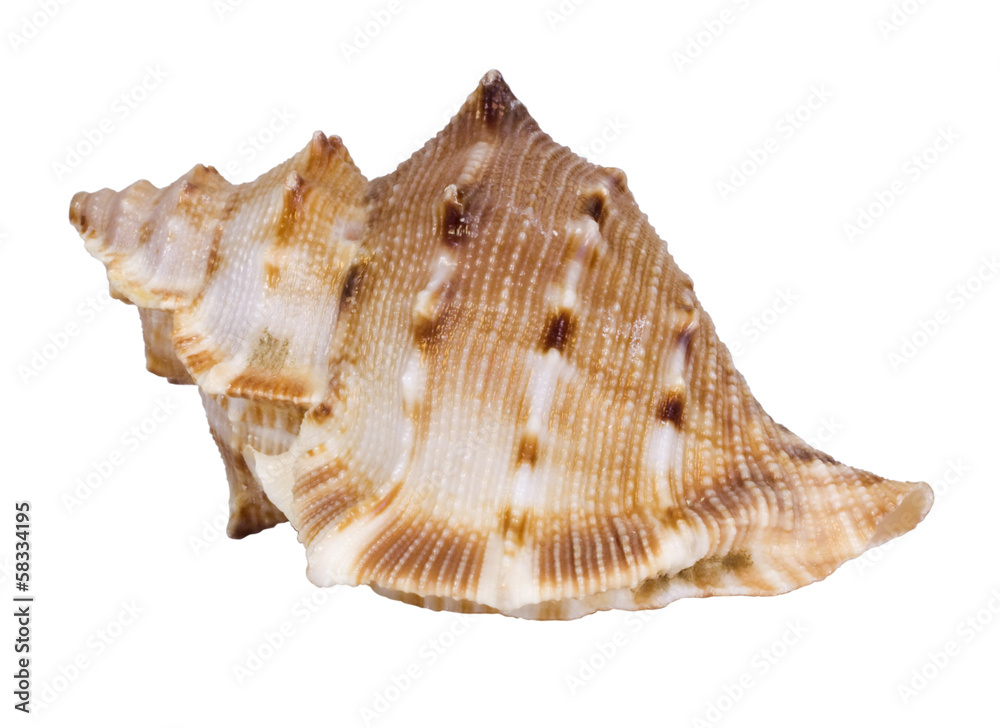 Close-up of a conch shell Close-up of a conch shell