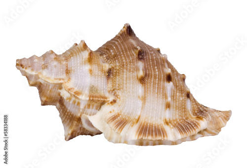 Close-up of a conch shell