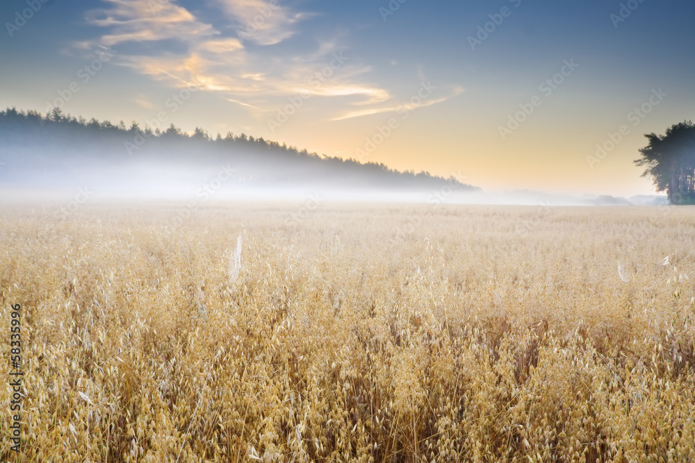 oat field at foggy sunrise