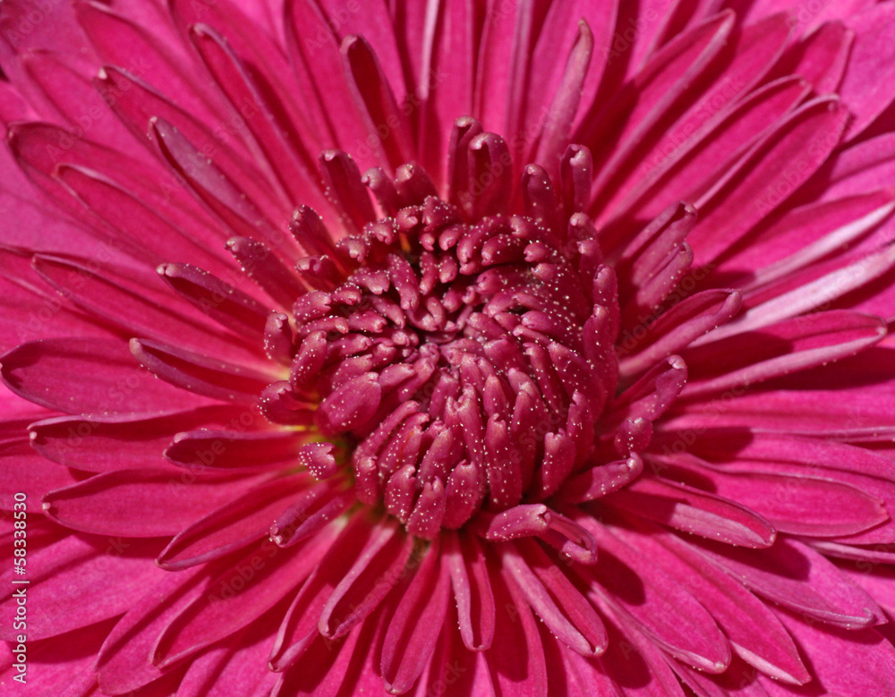 close up of magenta chrysanthemum close up of magenta chrysanthemum