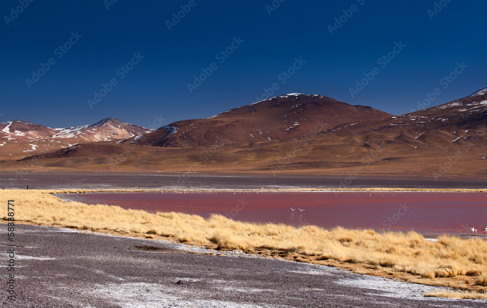 Fototapeta premium Bolivia - laguna Colorada