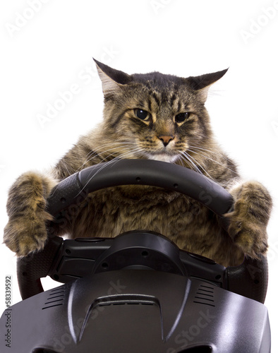 brown maine coon cat driving a steering wheel