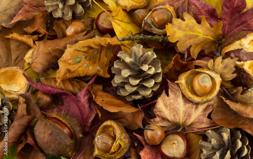 Photos Autumn leaves and nuts