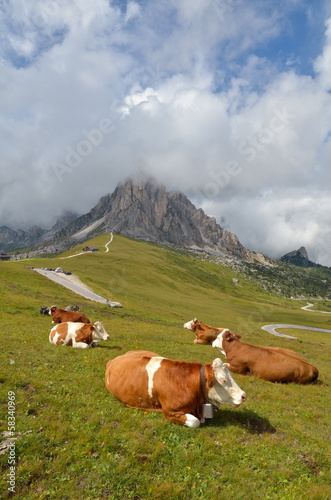 cows resting on mountain pasture