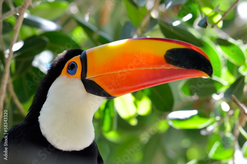 toucan outdoor - Ramphastos sulphuratus #58343320