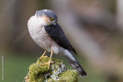 Sparrowhawk male
