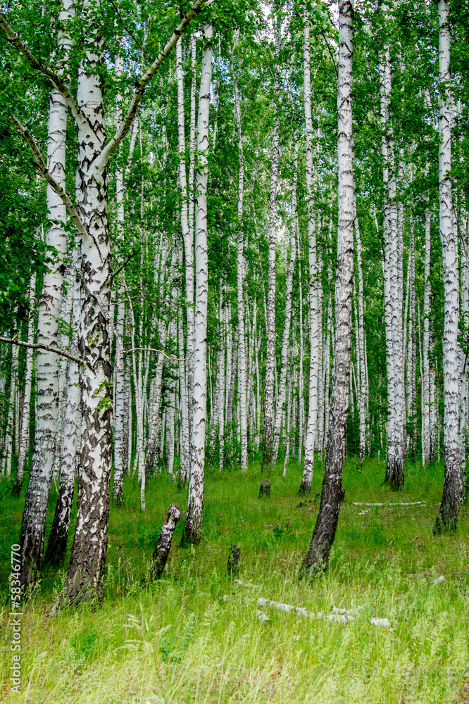 Fototapeta premium dense birch forest. Summer rural landscape
