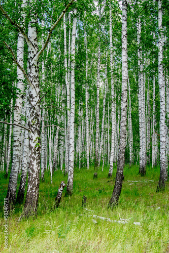 dense birch forest. Summer rural landscape