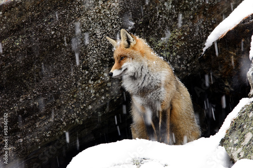 Fényképezés Vulpes vulpes