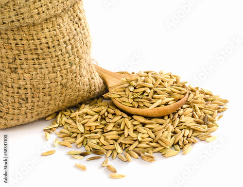 paddy rice seed. photo