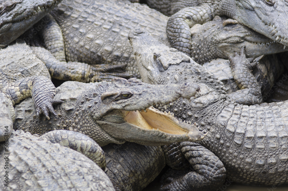 Obraz premium Crocodile Relaxing