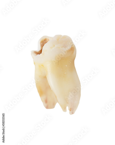 tooth on a white background. macro
