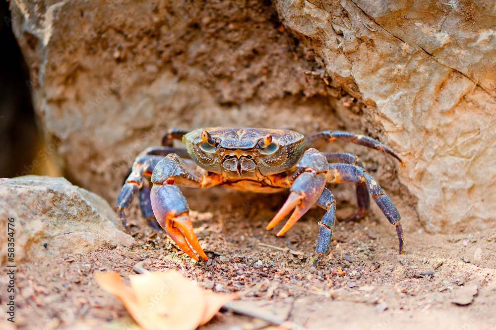 large crab on the beach between the rocks large crab on the beach between the rocks