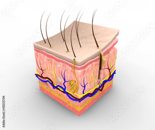 Sezione pelle corpo umano, anatomia photo