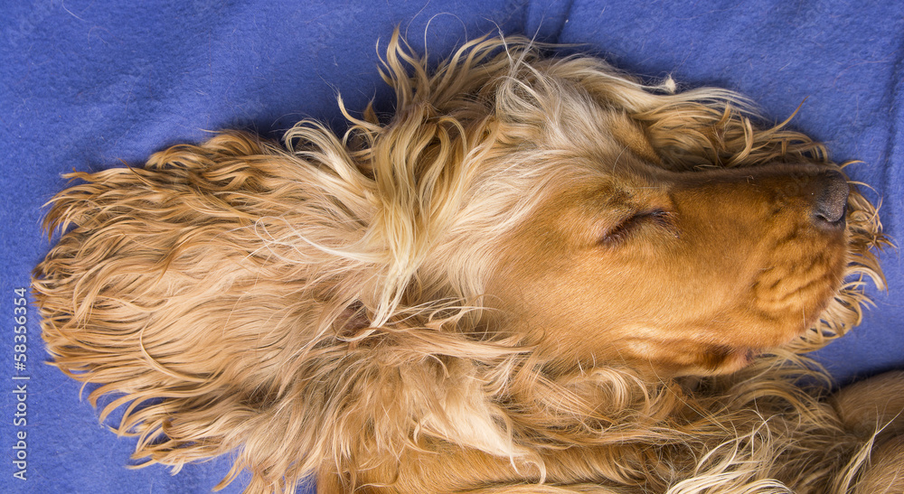 Cocker Spaniel