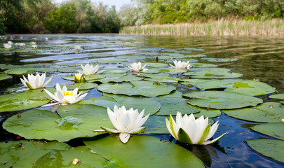 Acrylglasbilder Wasserlilien Seerosen auf stillem Teich  © Pavlo Klymenko