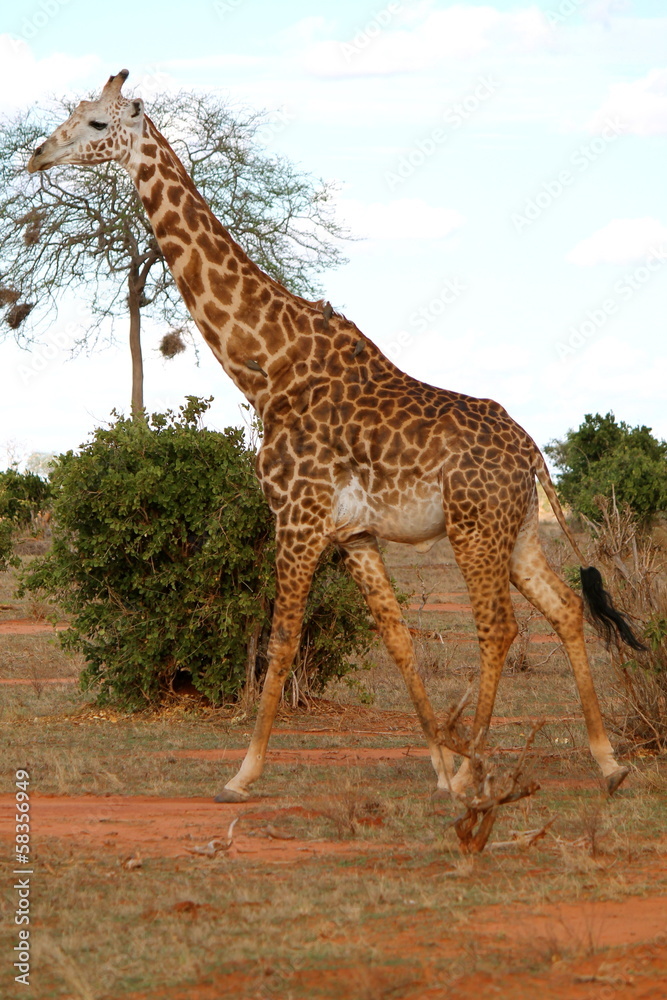 Obraz premium Giraffa