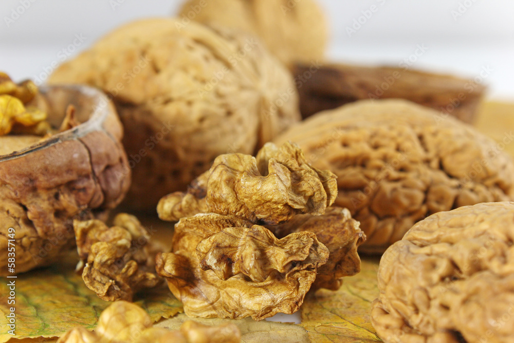 walnuss mit blatt walnuss mit blatt