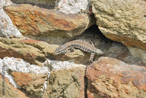 lizard on a stone wall