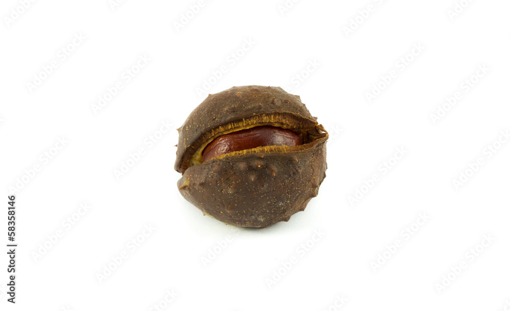 Horse chestnut in its shell Horse chestnut in its shell