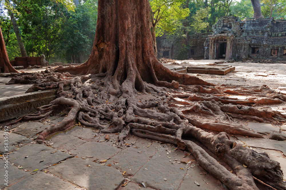 Tree roots in Ta Prohm Temple. Angkor. Cambodia Tree roots in Ta Prohm Temple. Angkor. Cambodia