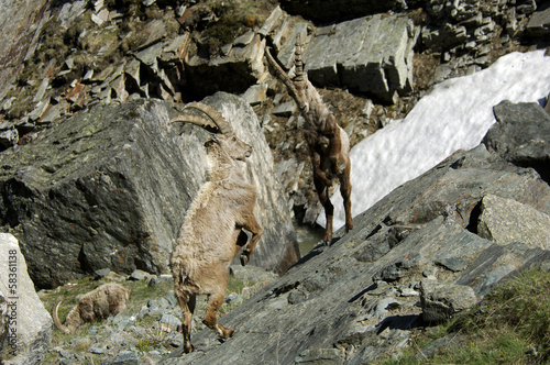 Giovani stambecchi maschi