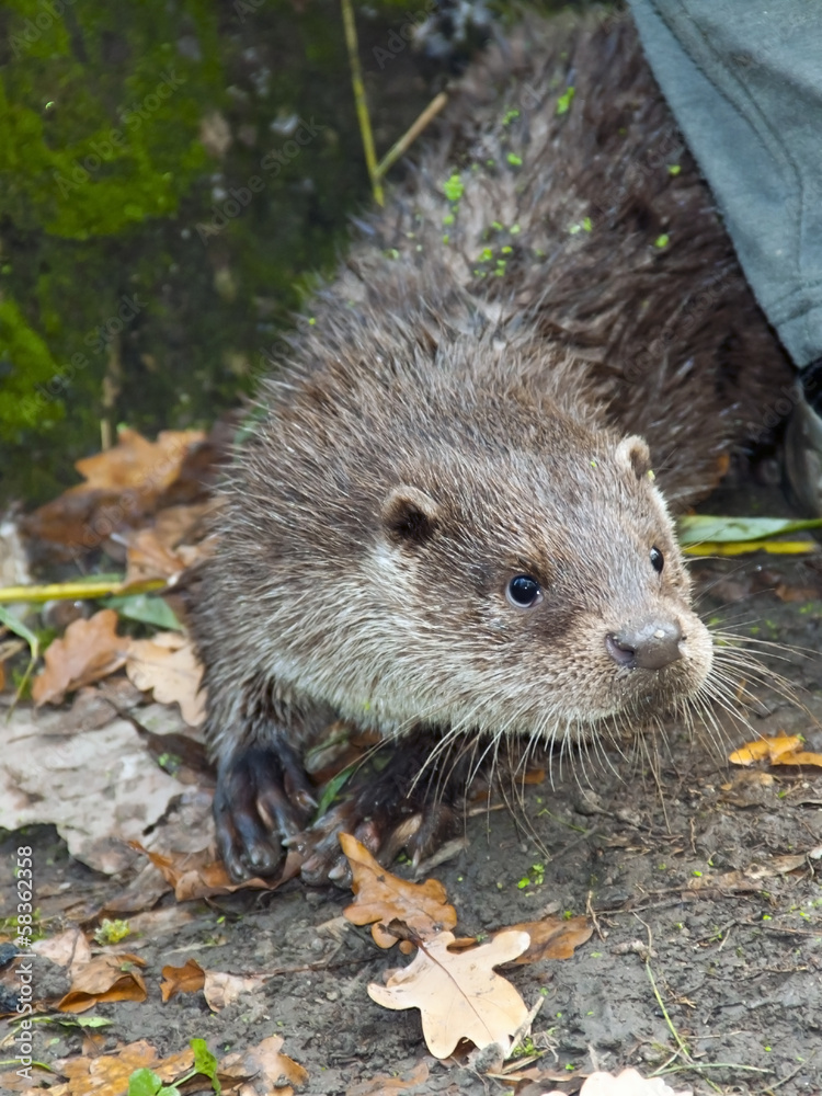Young European otter (Lutra lutra lutra) is exploring Young European otter (Lutra lutra lutra) is exploring
