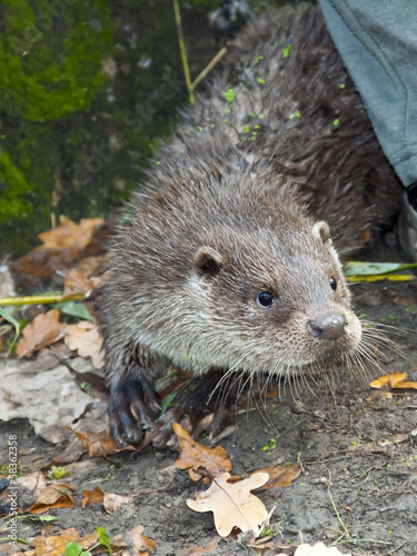 Young European otter (Lutra lutra lutra) is exploring