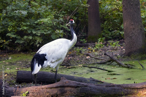 Red-crowned crane  Grus japonensis 