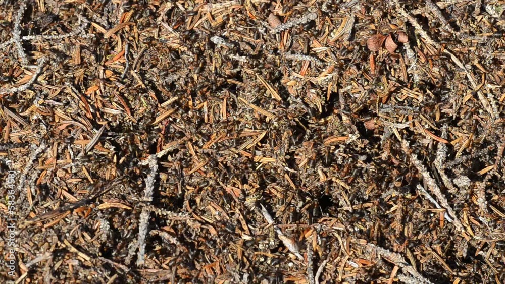 Ants working in cooperation in an anthill in summer Ants working in cooperation in an anthill in summer