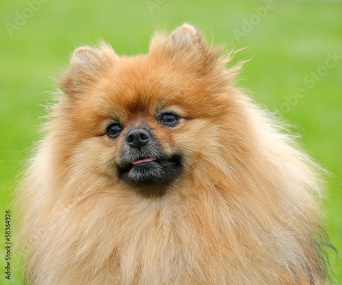 Detail of Pomeranian dog