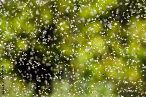 Winged ants swarming on a hot summer day
