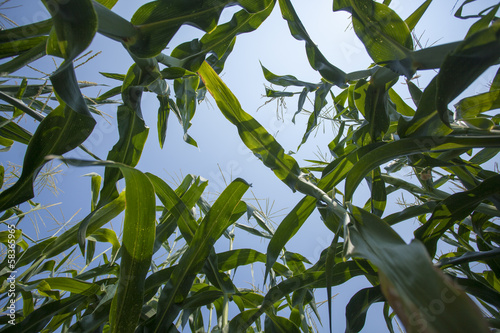 Foto Corn Field - view from bottom
