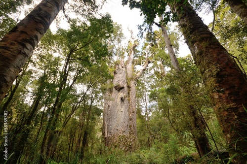 Forest of ferns, giant redwoods and kauri, Trounson Kauri Nation photo