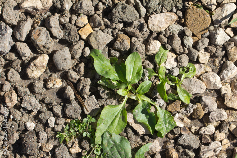 plantain herb in the rocks on the nature plantain herb in the rocks on the nature