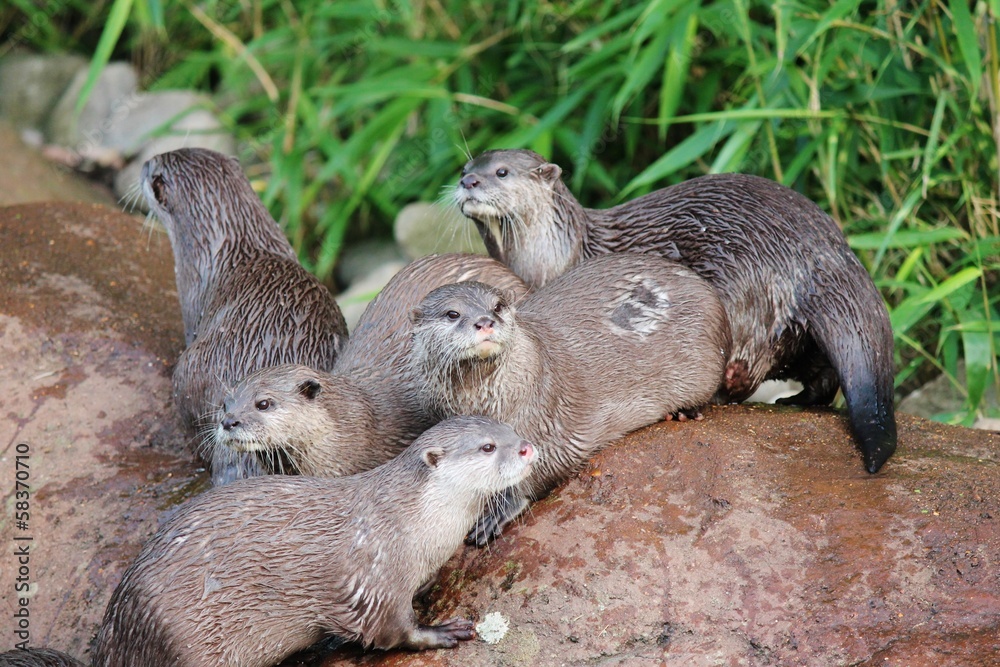otter family - wet Asian small-clawed otters stock, photo, photograph, image, picture