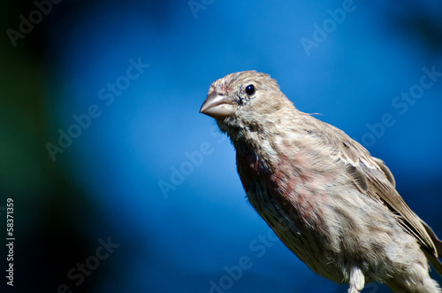 Female House Finch Against a Blue Background