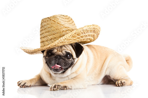 pug dog mexican hat isolated on white background