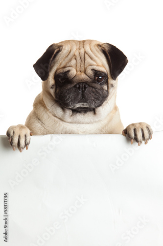pug dog with bunner isolated on white background. design