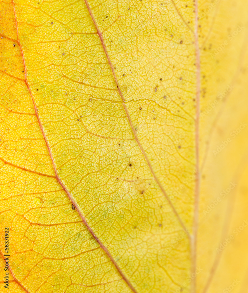 Fototapeta premium background of yellow leaves. macro