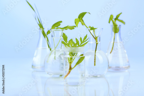 Plants in test tubes, on color background