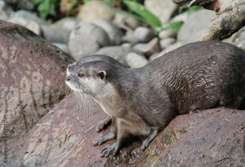 wet Asian small-clawed otters