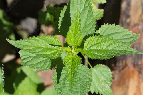 nettle in nature