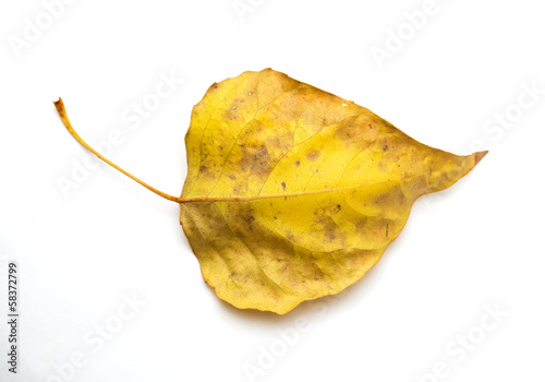 Canvas-taulu yellow leaf on a white background