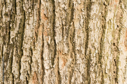 Bark of Elm